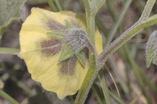 Physalis philadelphica subsp. philadelphica的圖片