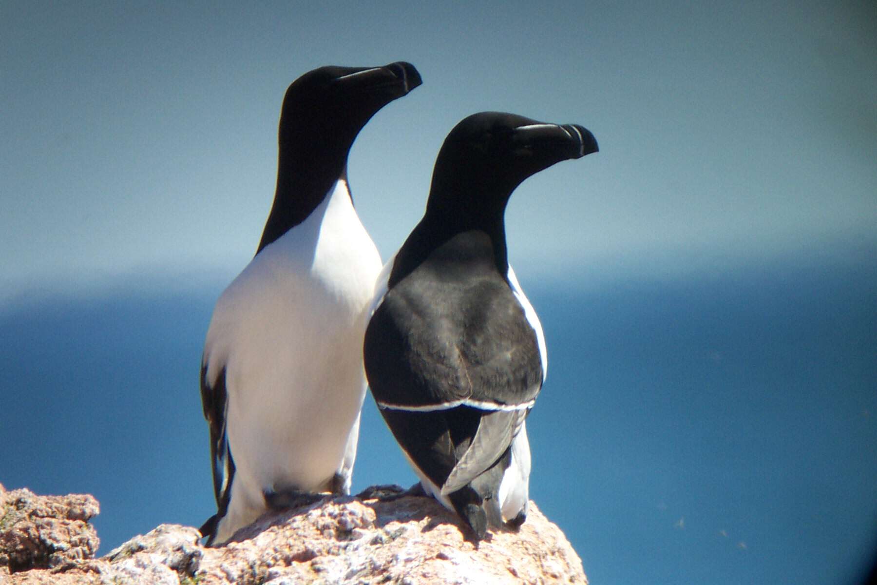 Image of Lesser auk