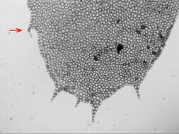 Heteroscyphus fissistipus (Hook. fil. & Taylor) Schiffn. resmi