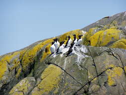 Image of Lesser auk