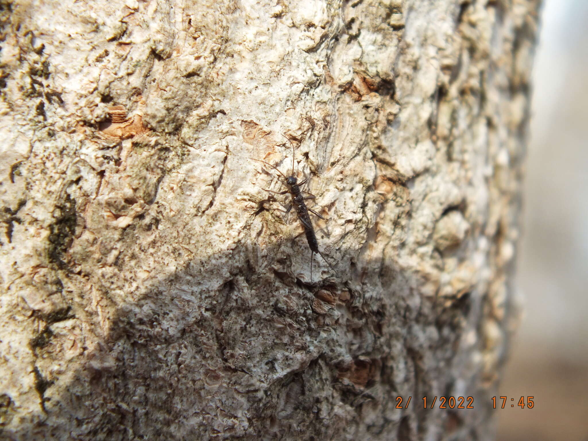 Image of Allocapnia vivipara (Claassen 1924)