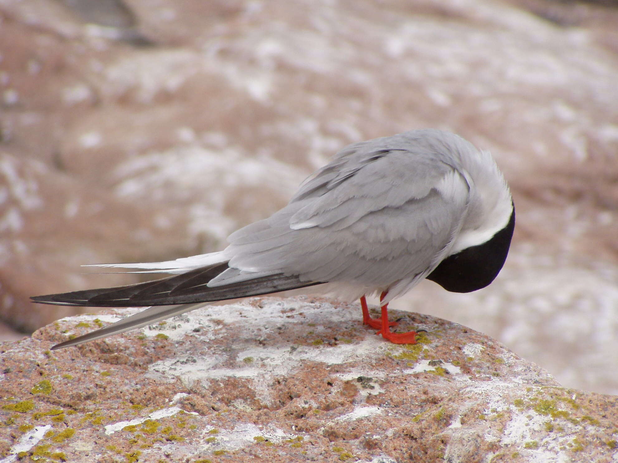 Image of Common Tern