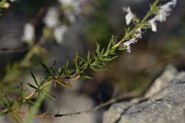Image of Satureja cuneifolia Ten.