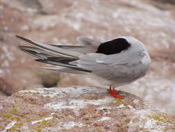 Image of Common Tern