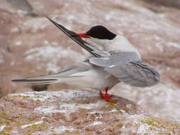 Image of Common Tern