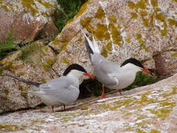Image of Common Tern