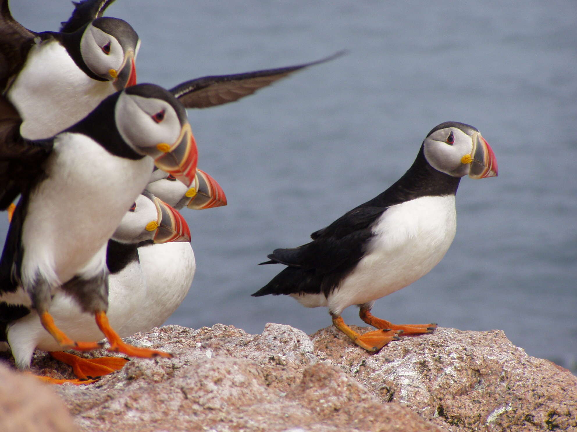 Image of Puffin