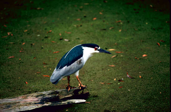 Image of Night Herons