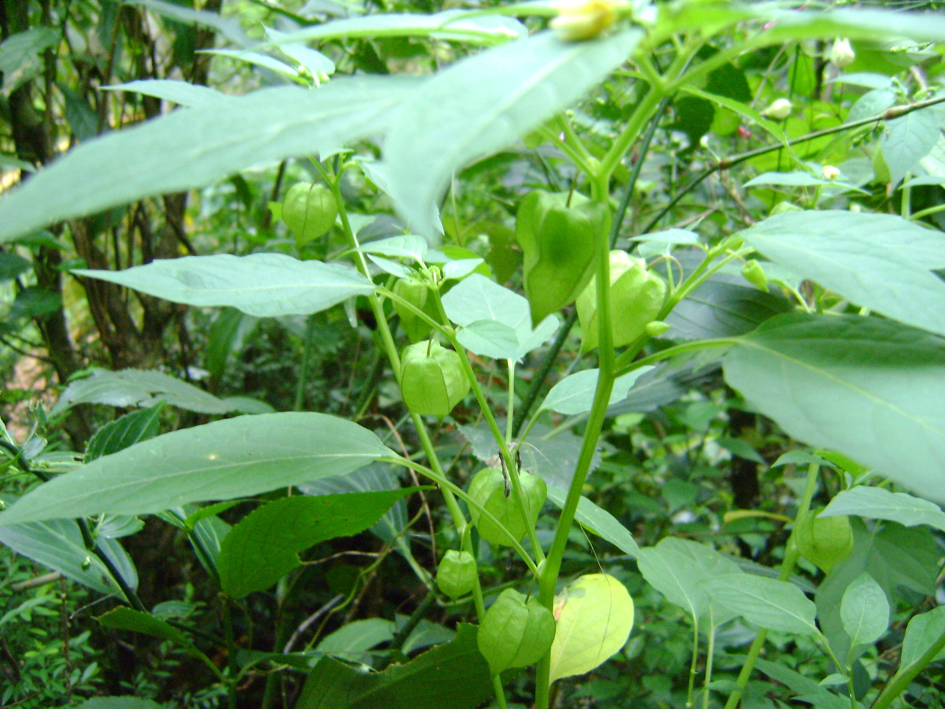 Plancia ëd Physalis lagascae Roem. & Schult.