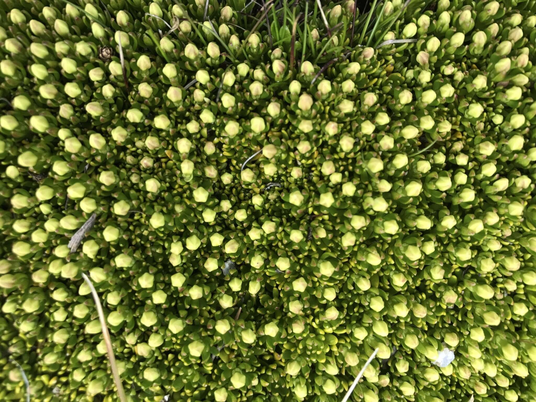 Image of Stackhousia pulvinaris F. Müll.