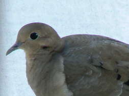 Image of American Mourning Dove