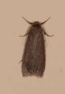 Image of Threnosia myochroa Turner 1940