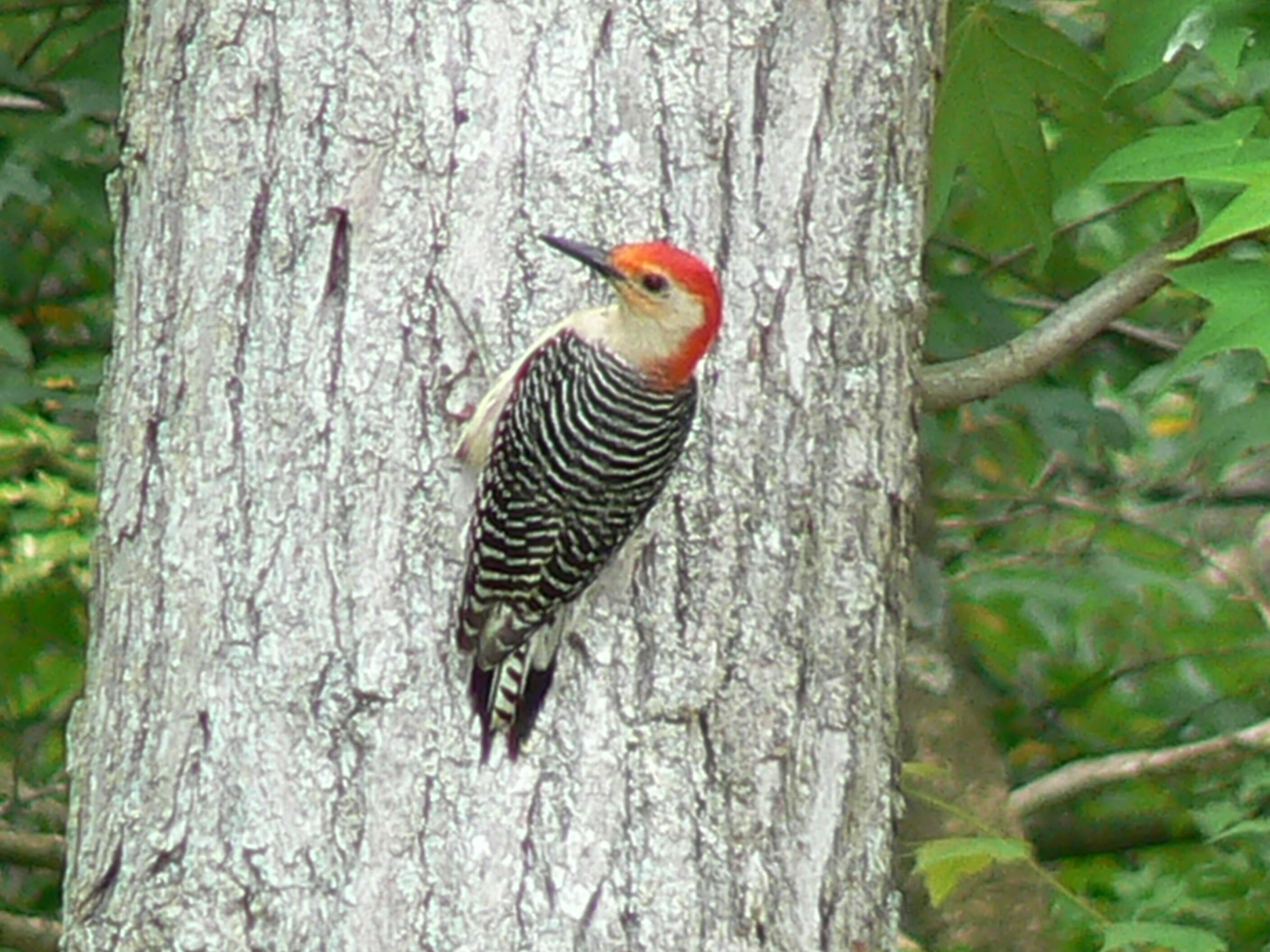 Image of Red-bellied Woodpecker