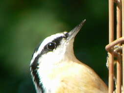 Image of Red-breasted Nuthatch