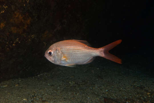 Image of Eastern nannygai