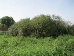 Image of Grey Willow