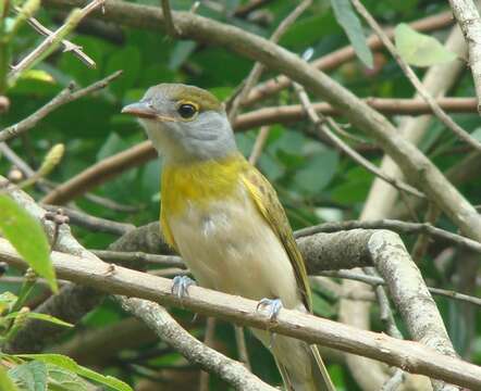 Image of Green-backed Becard