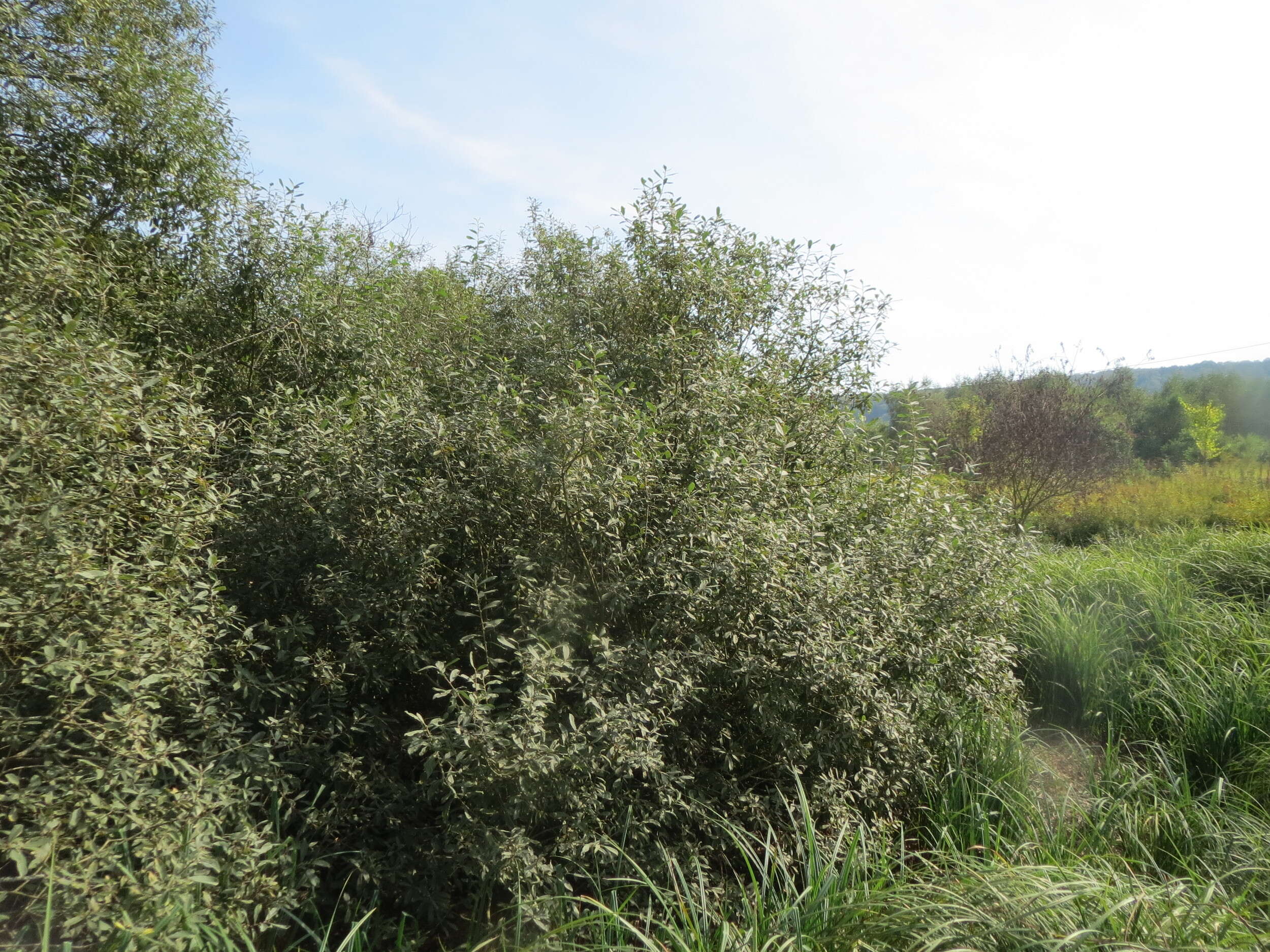 Imagem de Salix cinerea L.