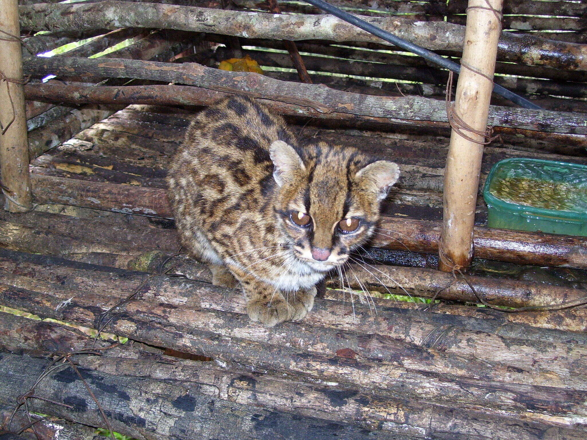 Image of little spotted cat