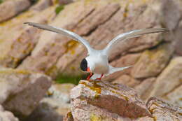 Image of Common Tern