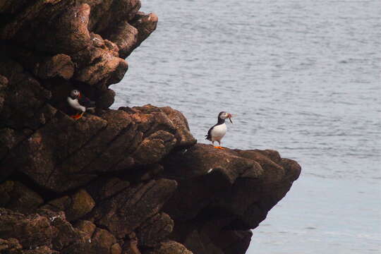 Image of Puffin