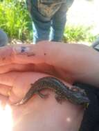 Image of Klamath Black Salamander