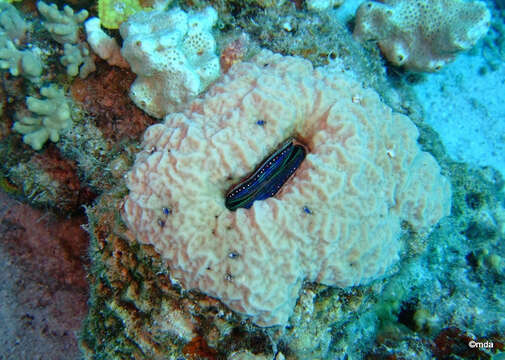 Image of coral clam