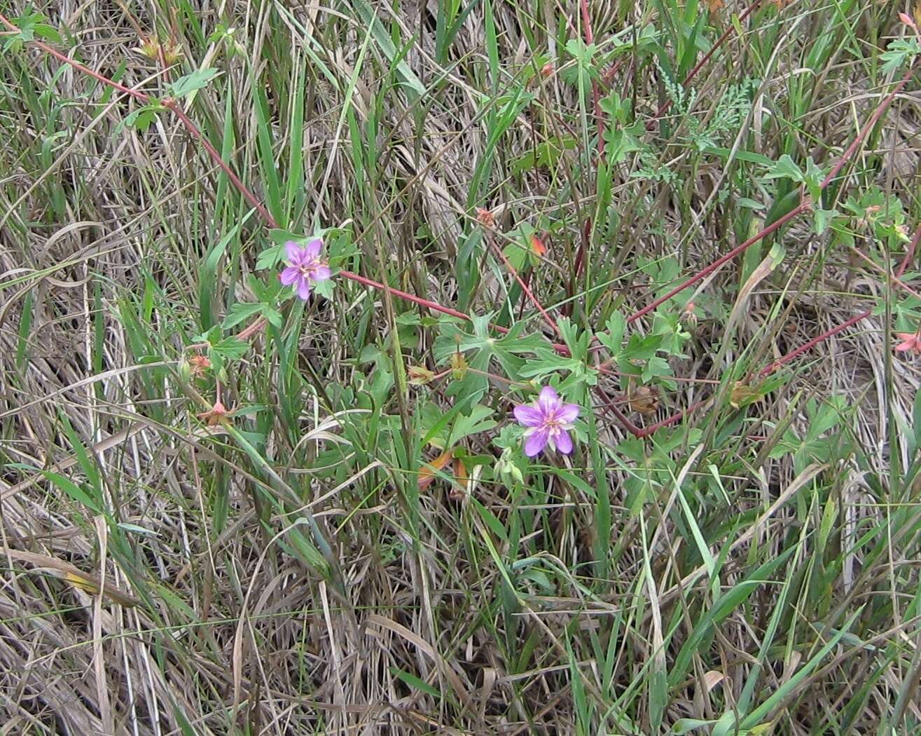 Image of pineywoods geranium