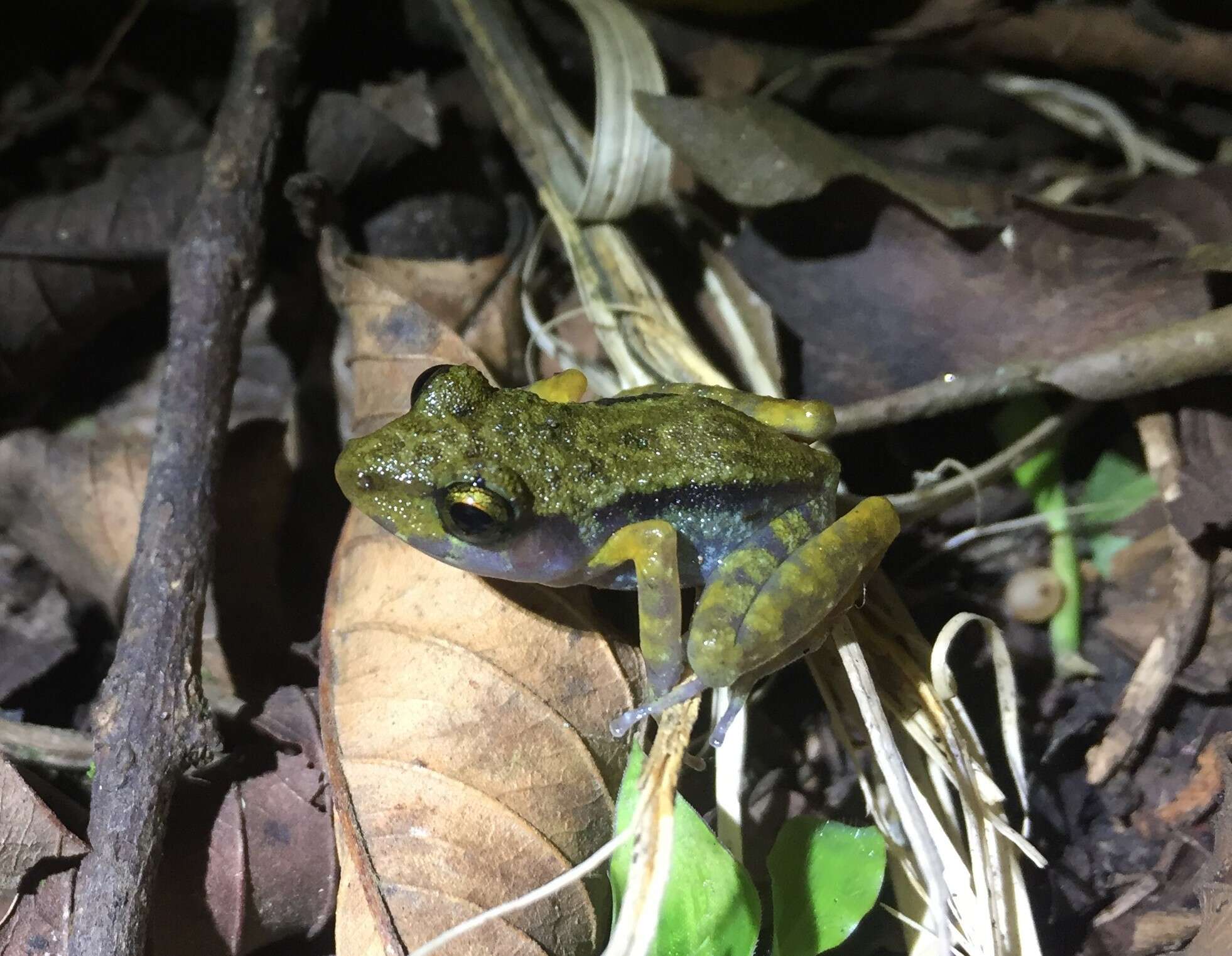 Image of Fort Randolph Robber Frog