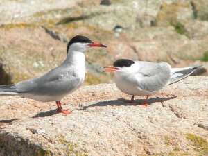 Image of Common Tern