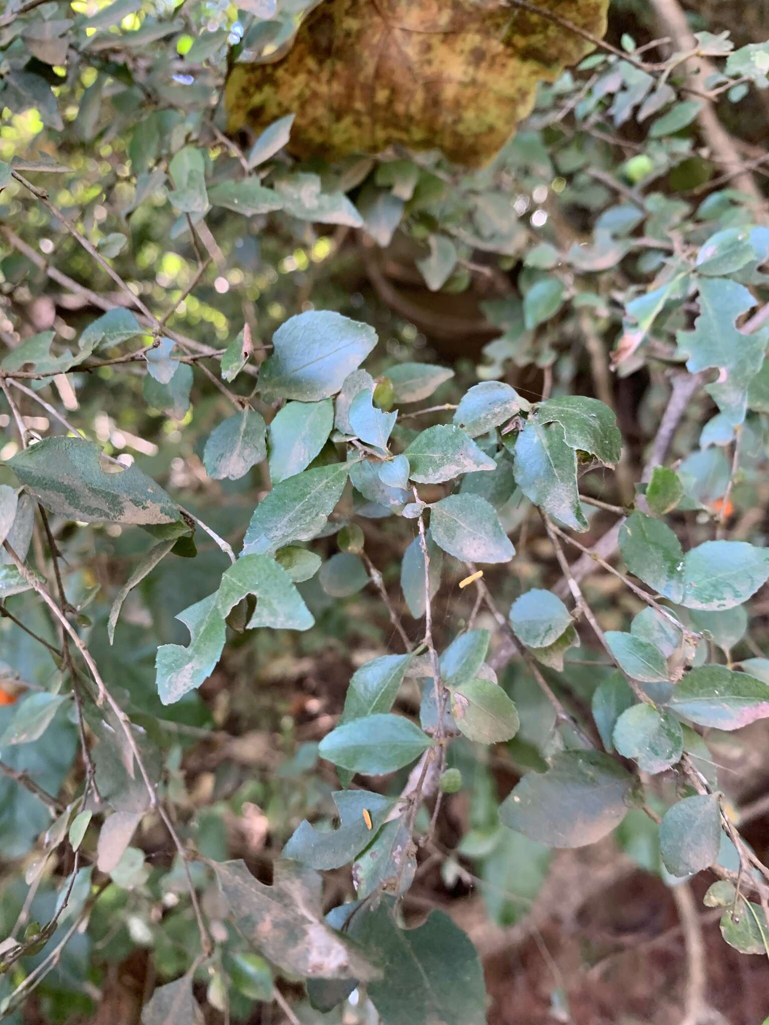 Image of Gymnosporia rubra (Harv.) Loes.