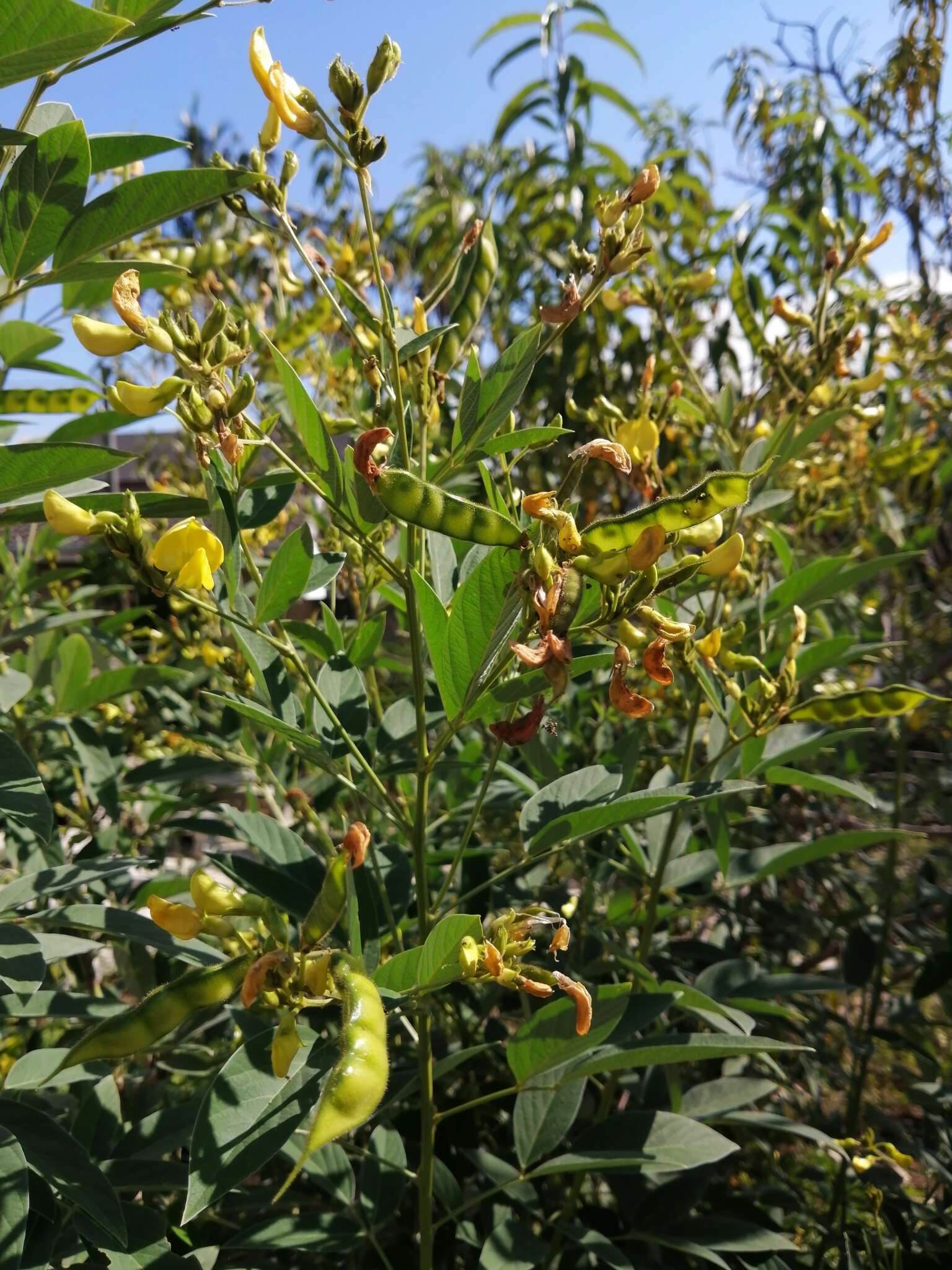 Image of pigeonpea