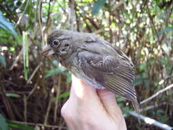 Image of Thick-billed Seedeater