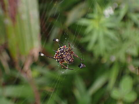 Image of Gasteracantha clavigera Giebel 1863