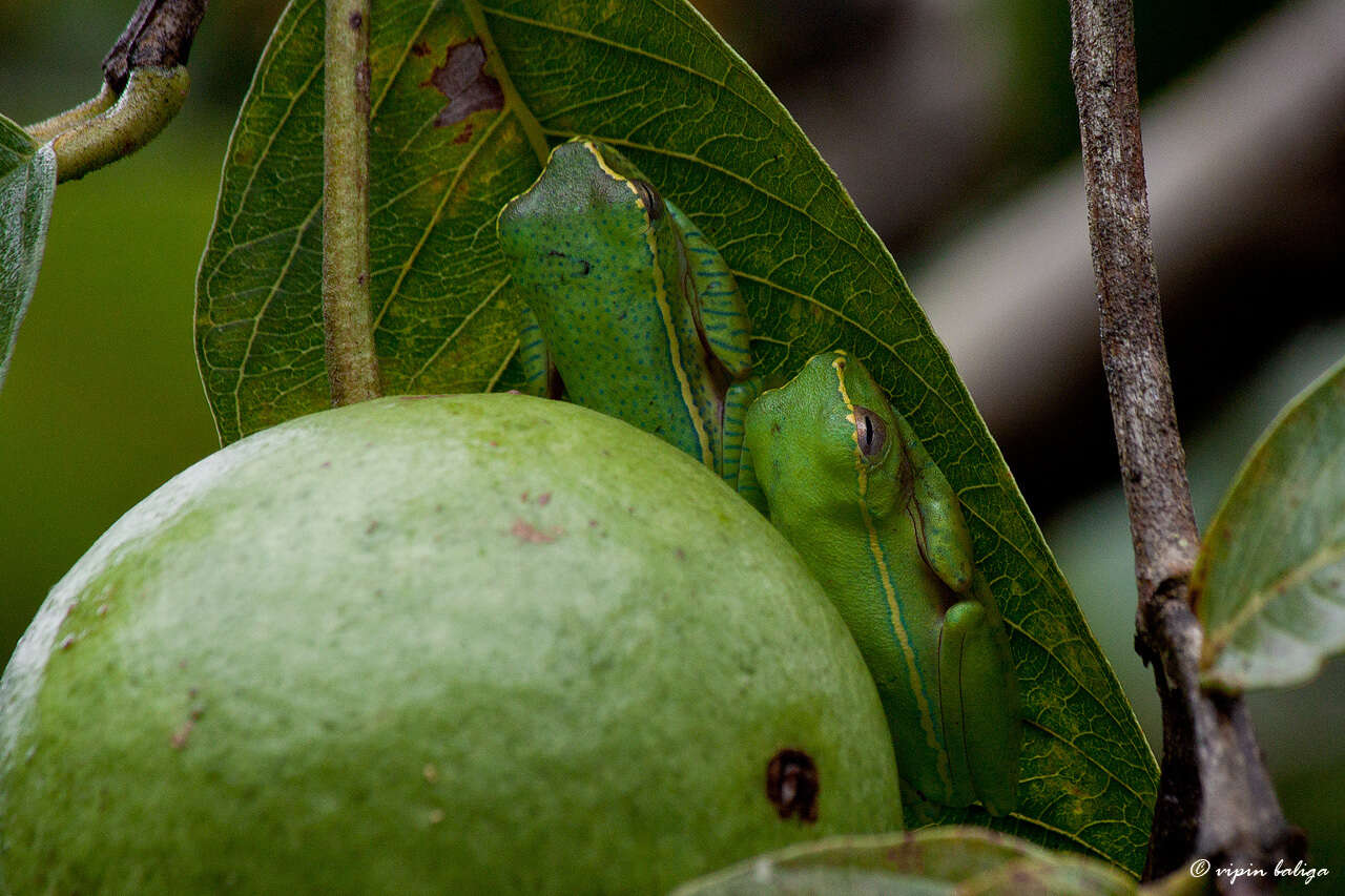 Image of Boulenger's Tree Frog