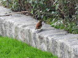 Image of Yellow-chinned Spinetail