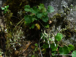 Image of Heuchera longipetala var. orizabensis (Hemsl.) R. A. Folk