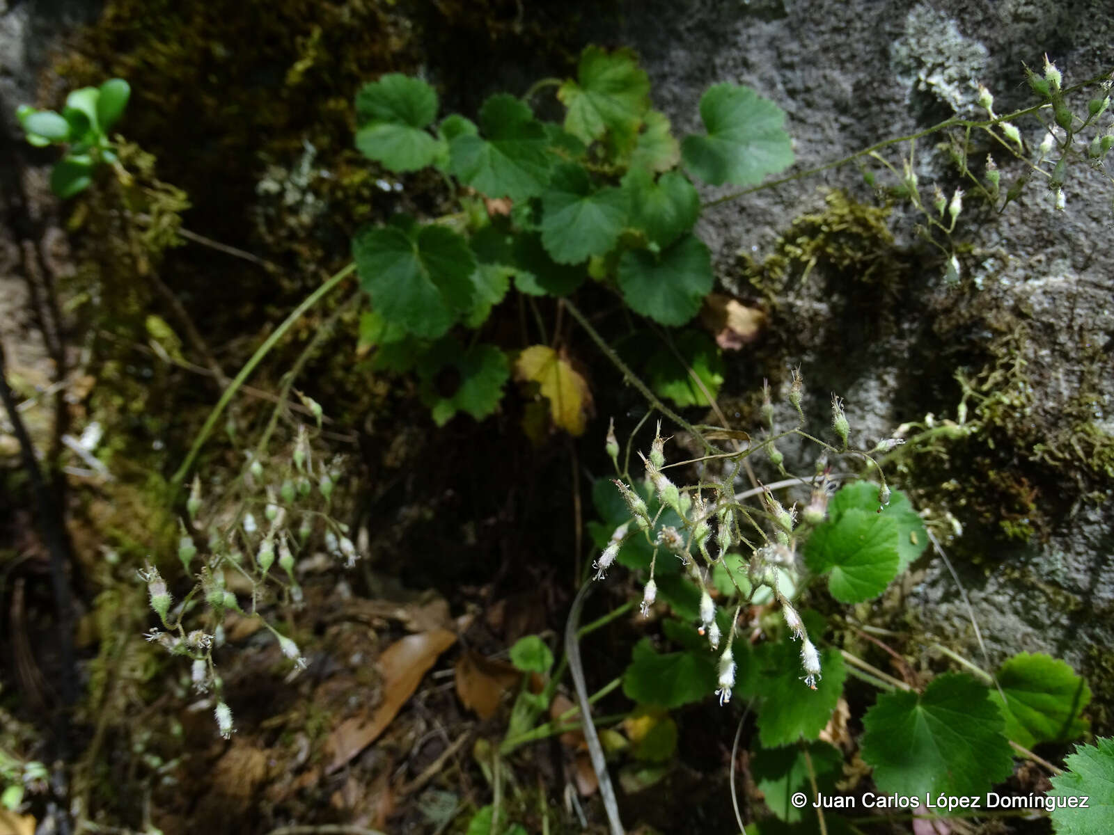 Image of Heuchera longipetala var. orizabensis (Hemsl.) R. A. Folk