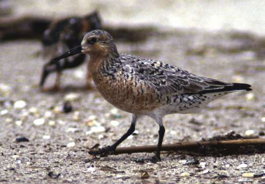 Image of Knot