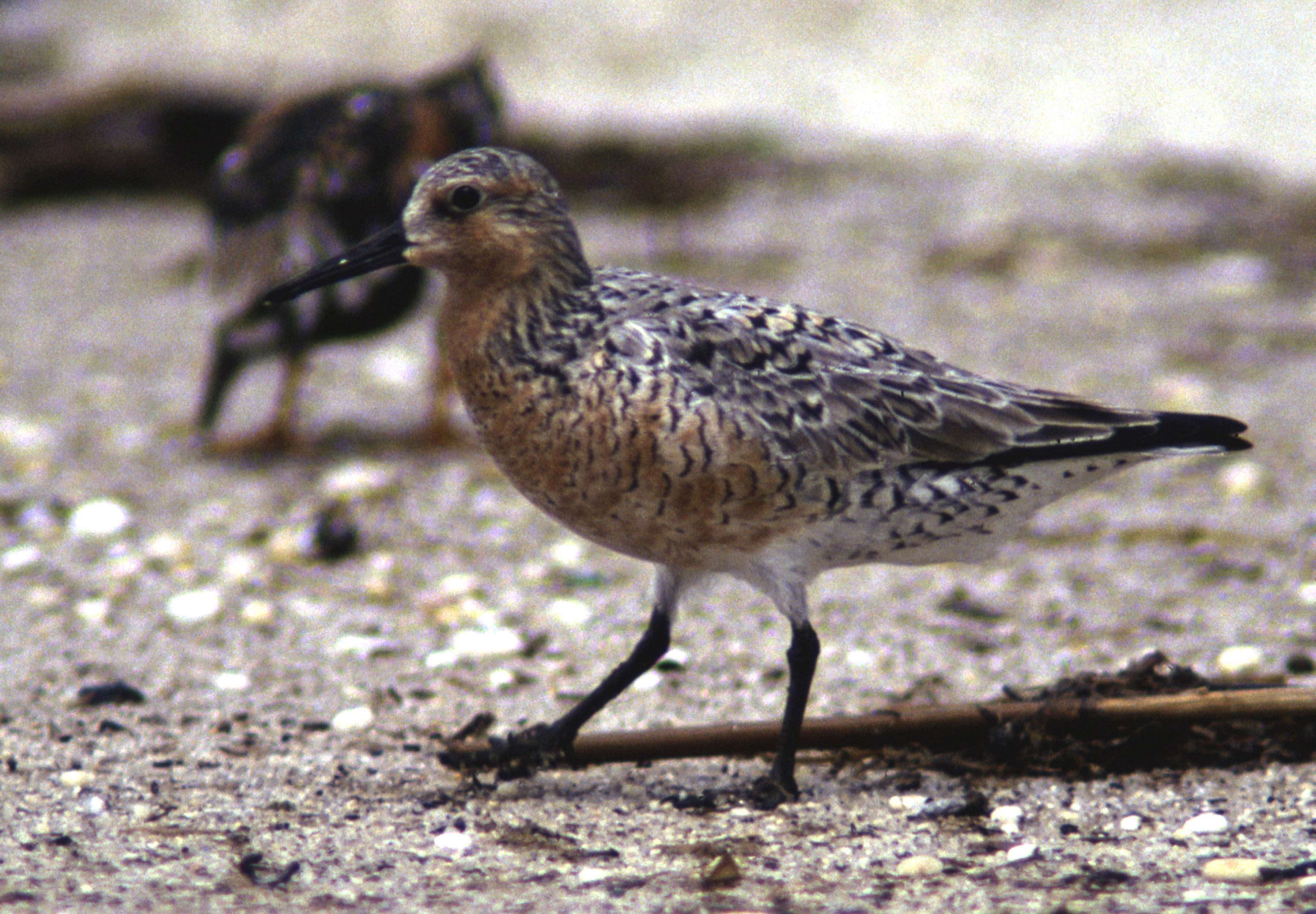 Image of Knot