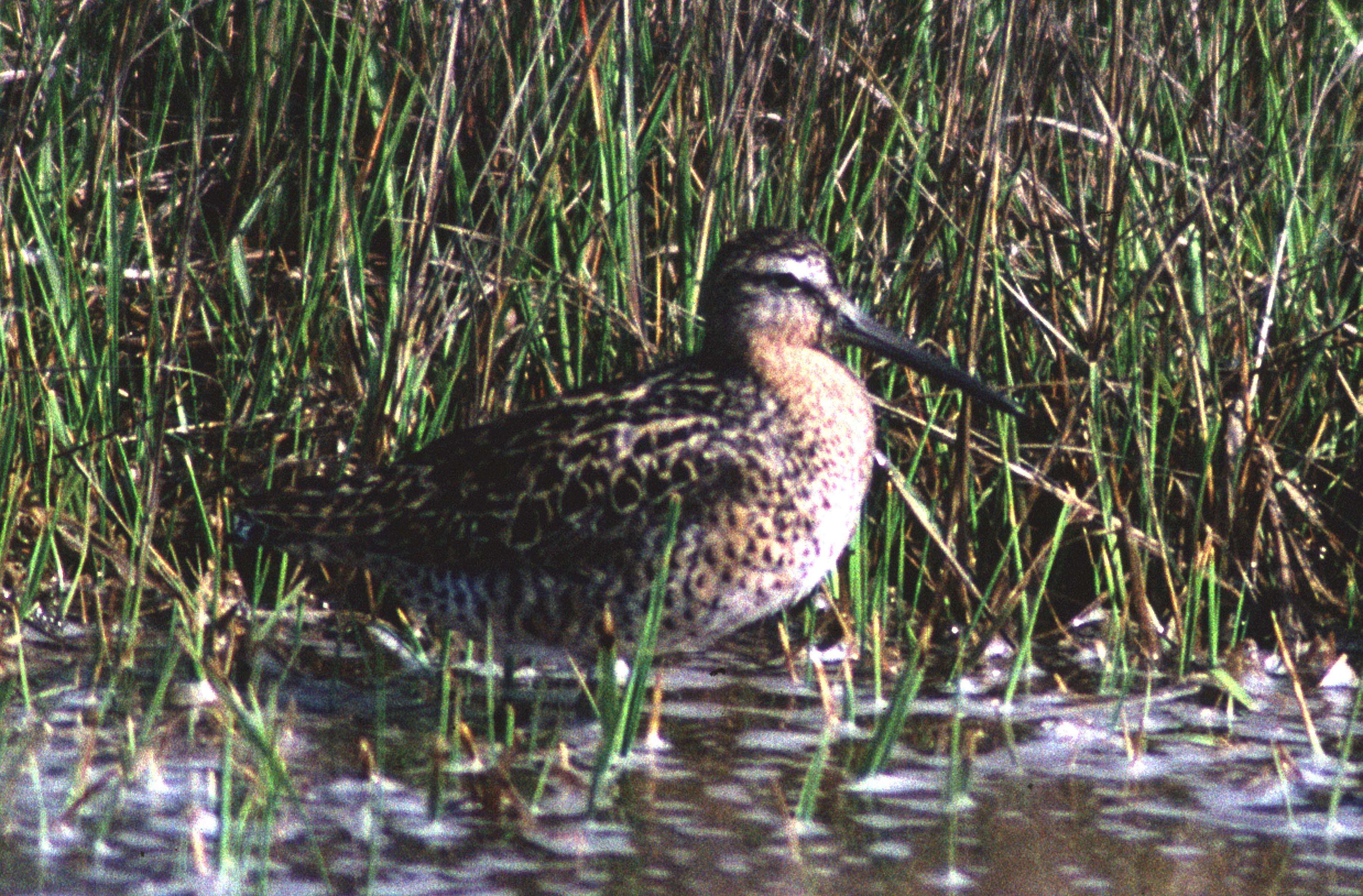 Image of Short-billed Dowitcher