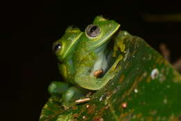 Image of Sachatamia punctulata (Ruiz-Carranza & Lynch 1995)