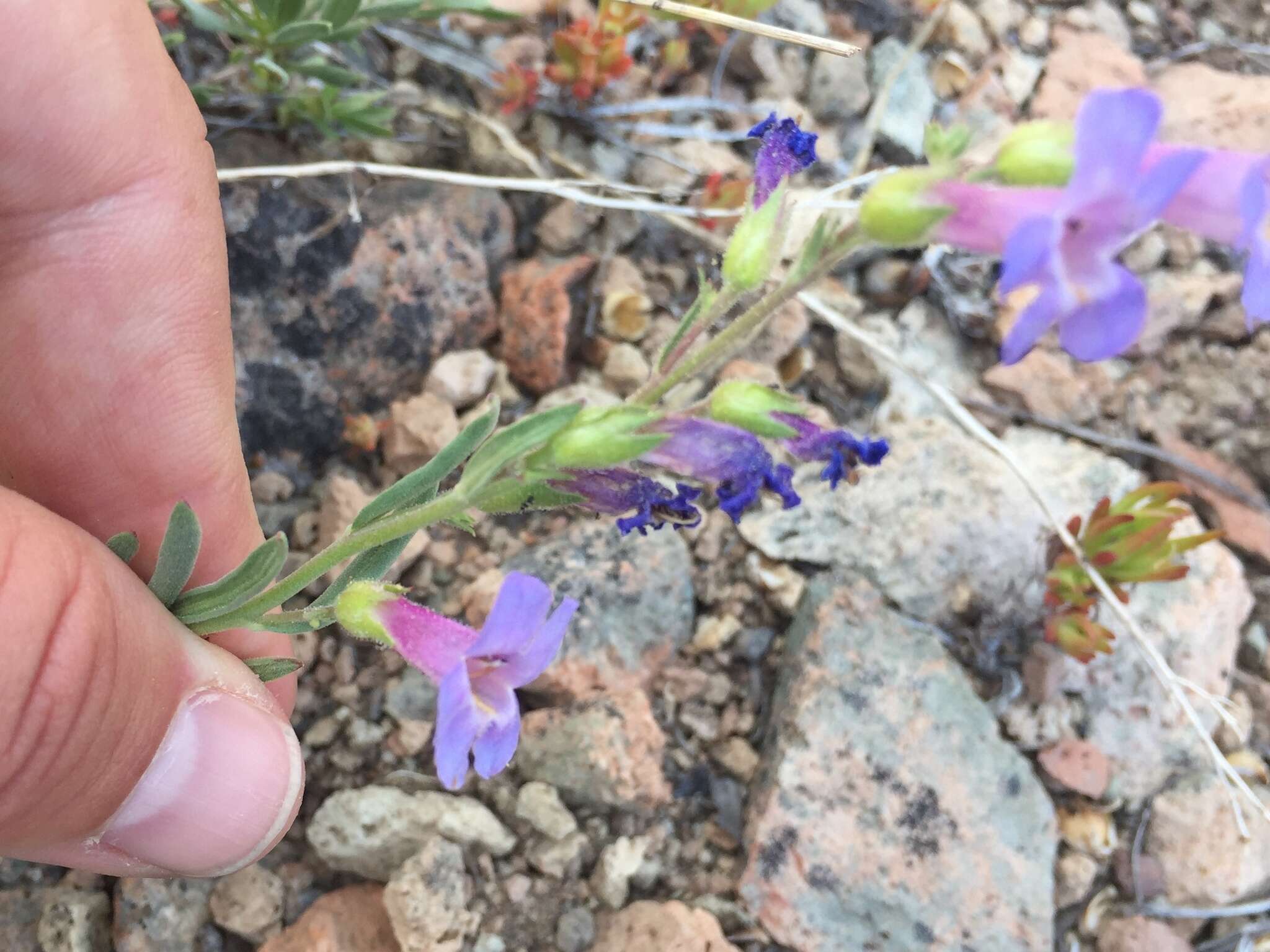 Image of Gairdner's beardtongue