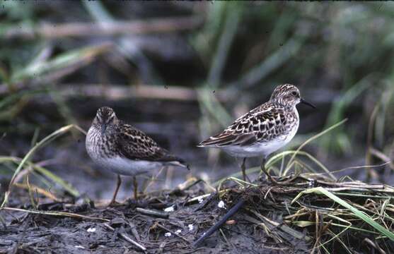 Image of Least Sandpiper