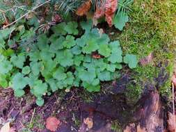 Image of naked miterwort