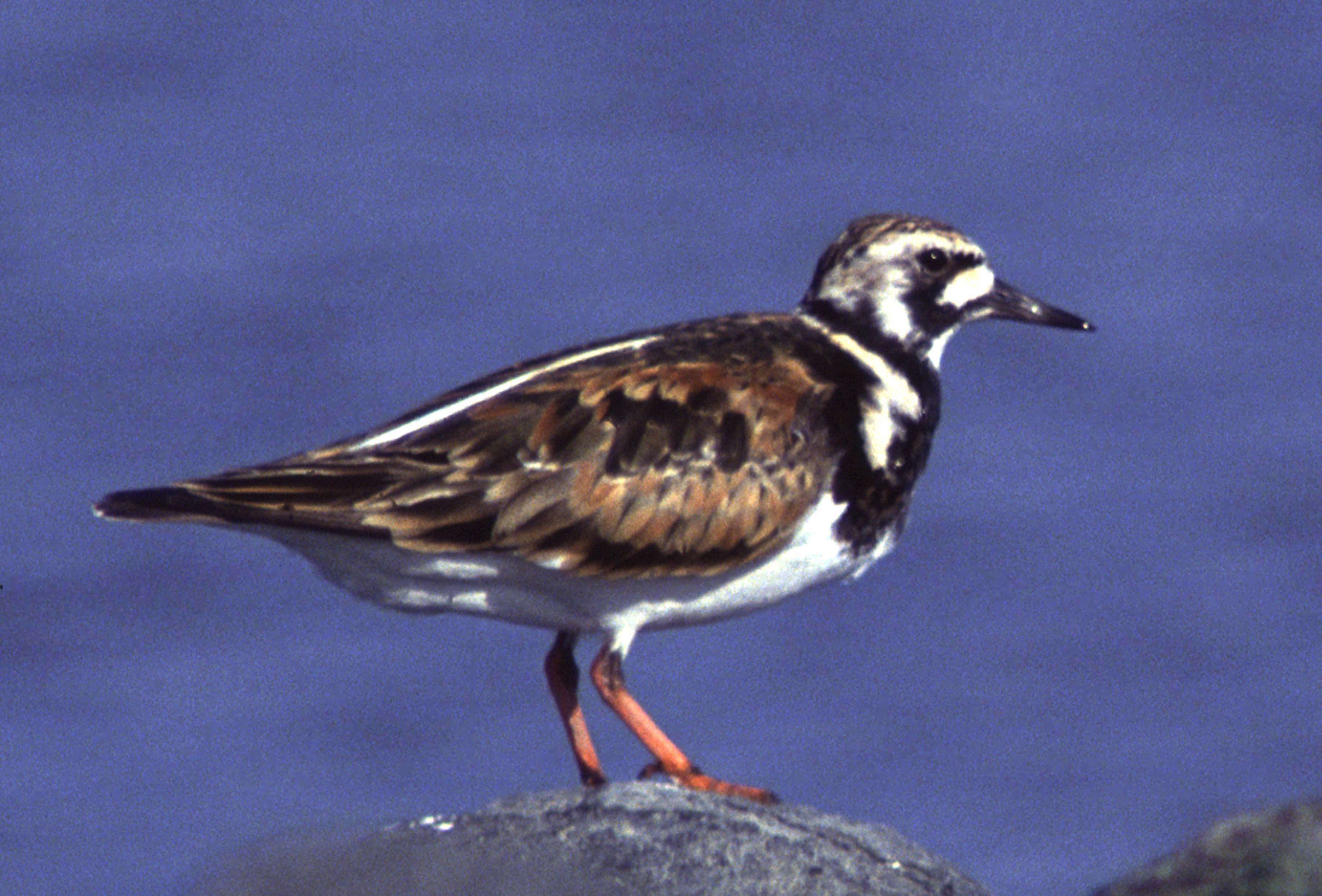 Image of Ruddy Turnstone