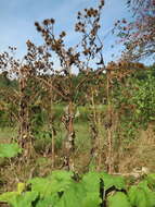 Image of greater burdock