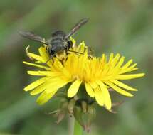 Image of Megachile amparo Gonzalez 2006