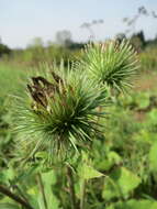 Image of greater burdock