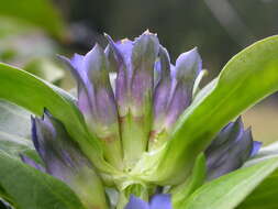 Image of Gentiana cruciata subsp. cruciata